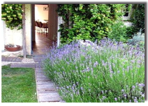 lavender